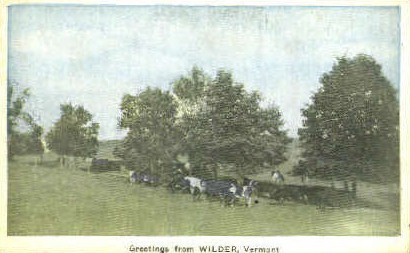 Cows - Wilder, Vermont VT Postcard