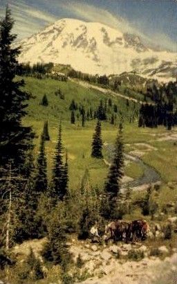Paradise Valley - Mt. Rainer National Park, Washington WA Postcard