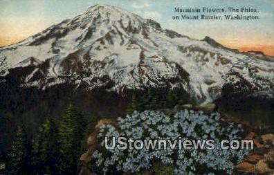 Mountain Flowers, The Phlox - Mt Rainier, Washington WA Postcard