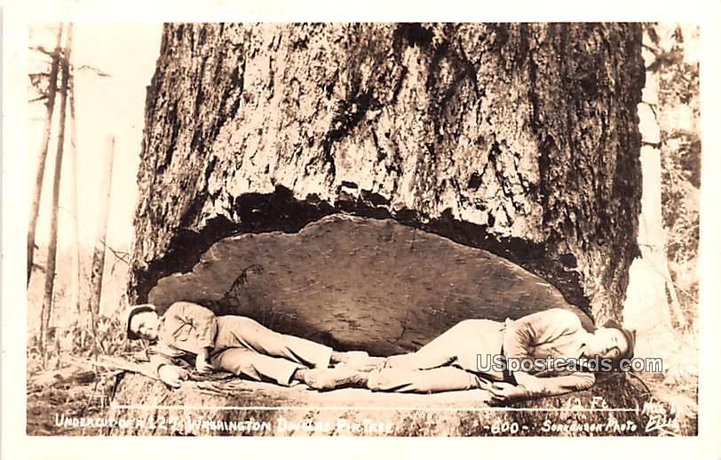 Washington Douglas Fir Tree - Mount Rainier National Park Postcard