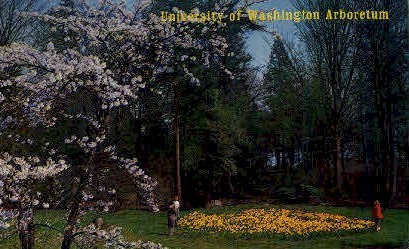 U of Washington Arboretum - Seattle Postcard