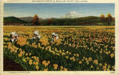 Picking Daffodils - Puyallup Valley, Washington WA Postcard