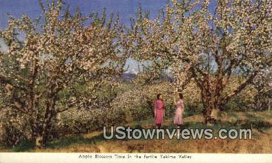 Apple Blossom - Yakima Valley, Washington WA Postcard