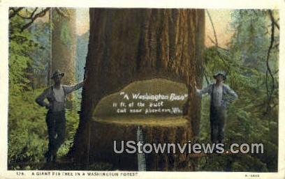 Giant Fir Tree - Washington Forest Postcards, Washington WA Postcard