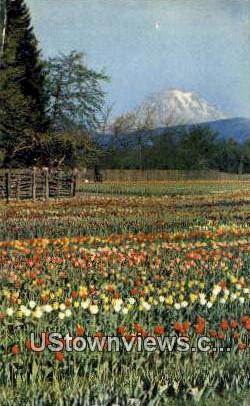 Tulip Fields - Puyallup Valley, Washington WA Postcard