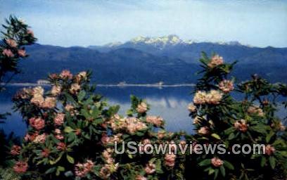 Rhododendrons - Hood Canal, Washington WA Postcard