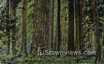 Washington Forest, Washington,     ;     Washington Forest, Wash - Washington Forest Postcards Postcard
