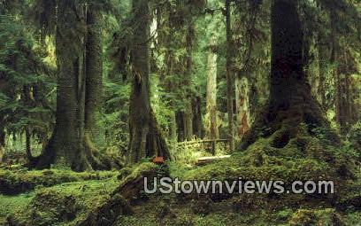 Rain Forest - Olympic Peninsula, Washington WA Postcard