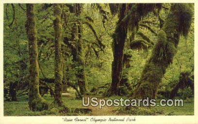 Rain Forest - Olympia National Park, Washington WA Postcard
