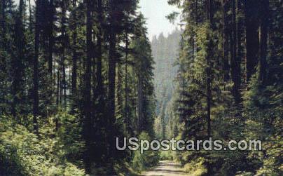 Pacific Northwest, WA Postcard      ;      Pacific Northwest, Washington