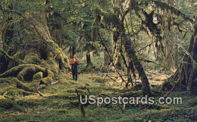 Rain Forest - Olympic National Park, Washington WA Postcard