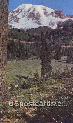 Paradise Valley - Mt Rainier, Washington WA Postcard