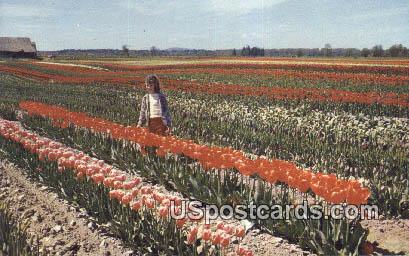 Tulip Fields - Western Washington Postcards, Washington WA Postcard