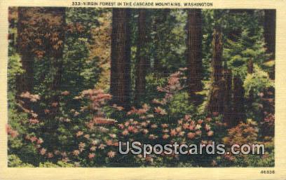 Virgin Forest - Cascade Mountains, Washington WA Postcard