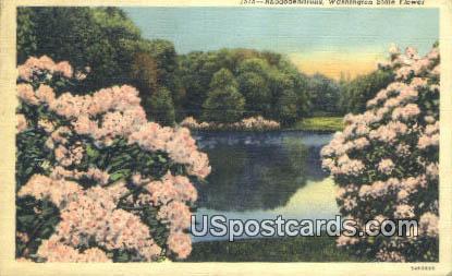 Rhododendrons - State Flower, Washington WA Postcard