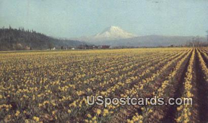 Daffodils - Mt Rainier, Washington WA Postcard