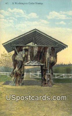 Cedar Stump - Misc, Washington WA Postcard