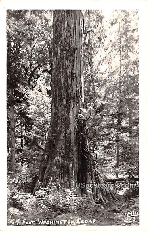 14 Foot Washington Cedar - Rainier National Park Postcard