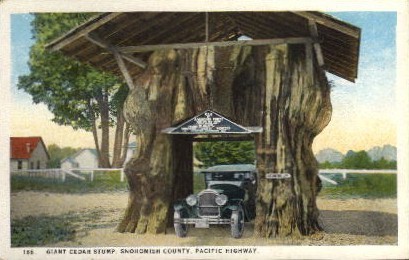 Giant Cedar Stump - Snohomish County, Washington WA Postcard