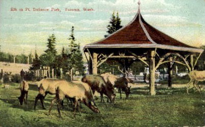 Elk in Point Defiance Park - Tacoma, Washington WA Postcard