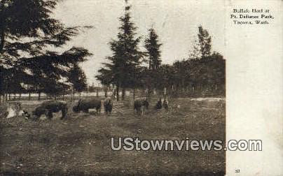 Buffalos, Point Defiance Park - Tacoma, Washington WA Postcard