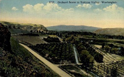Orchard - Yakima, Washington WA Postcard