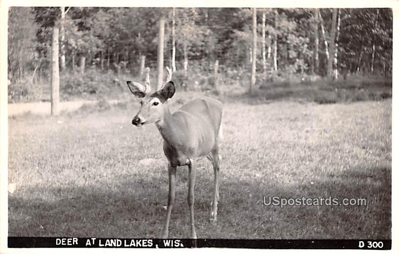 Deer - Land Lakes, Wisconsin WI Postcard