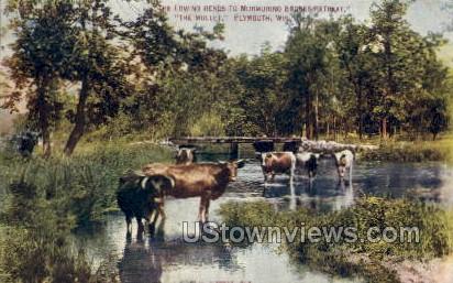 The Lowing Herds - Plymouth, Wisconsin WI Postcard