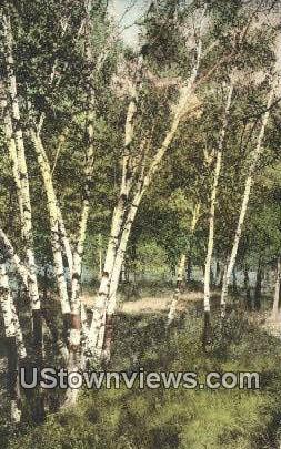The Birches - Menomonie, Wisconsin WI Postcard
