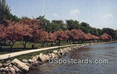 Flowering Crab Apple Trees - Lake Geneva, Wisconsin WI Postcard