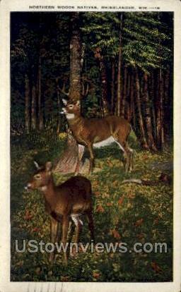 Northern Woods Natives  - Rhinelander, Wisconsin WI Postcard