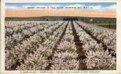 Cherry Orchard In Full Bloom - Sturgeon Bay, Wisconsin WI Postcard