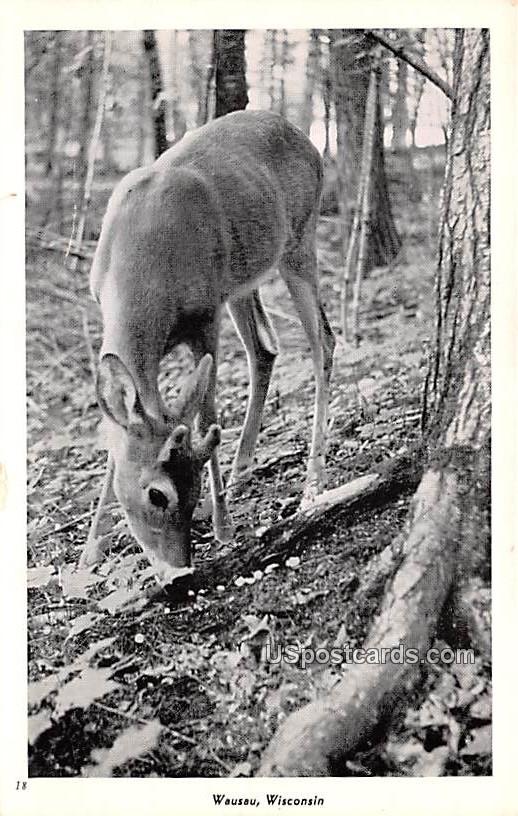 Deer - Wausau, Wisconsin WI Postcard