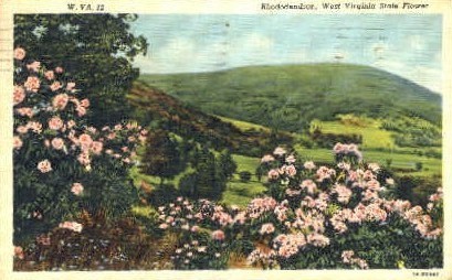 Rhododendron, State Flower - MIsc, West Virginia WV Postcard