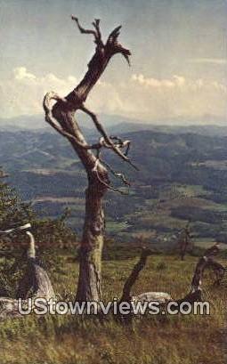 Whitetop Mountain, WV,     ;     Whitetop Mountain, West Virginia Postcard