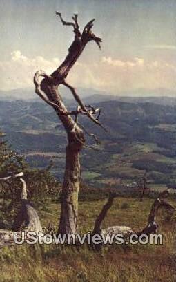 Whitetop Mountain, West Virginia,     ;     Whitetop Mountain, WV Postcard