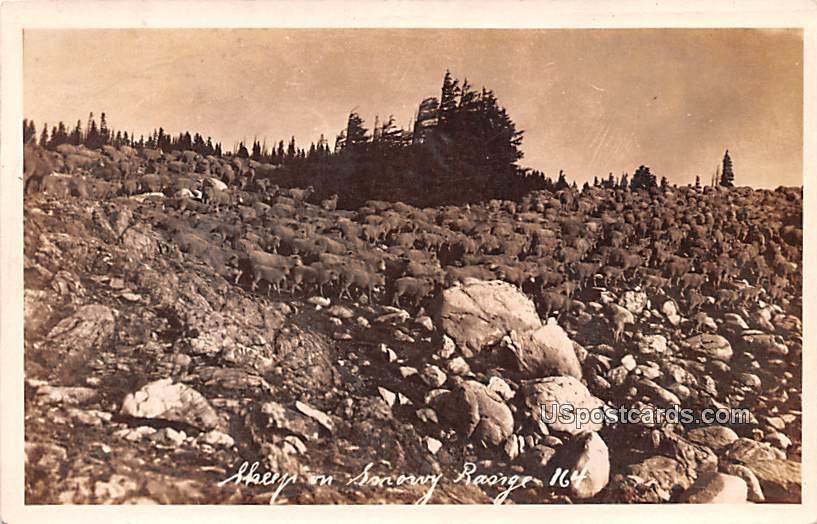 Sheep on Range - Laramie, Wyoming WY Postcard