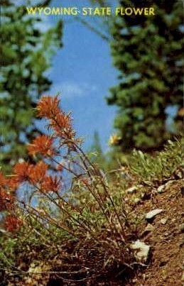 Indian Paint Brush - Misc, Wyoming WY Postcard