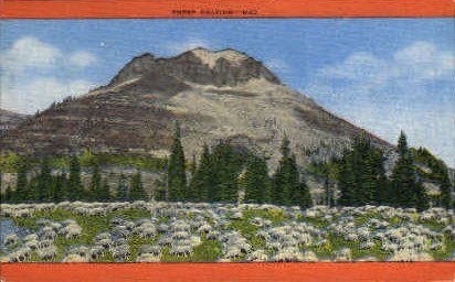 Sheep Grazing - Misc, Wyoming WY Postcard