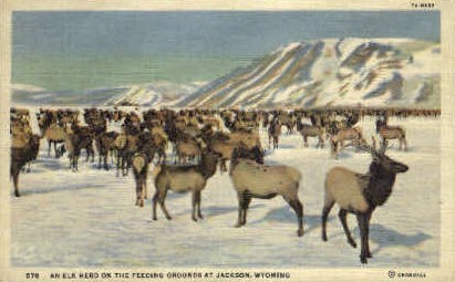 An Elk Herd - Jackson, Wyoming WY Postcard