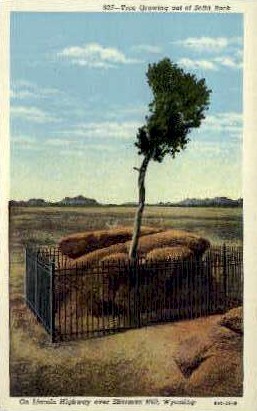 Tree Growing out of Solid Rock - Sherman Hill, Wyoming WY Postcard