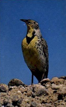 Meadowlark, State Bird - Misc, Wyoming WY Postcard