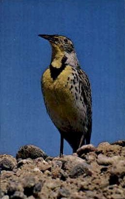 Meadowlark, State Bird - Misc, Wyoming WY Postcard