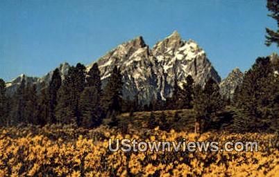Balsam Root - Jackson Hole, Wyoming WY Postcard