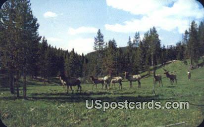Elk - Misc, Wyoming WY Postcard