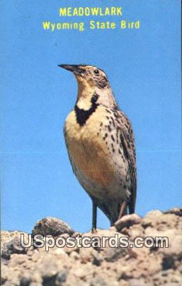 Meadowlark - State Bird, Wyoming WY Postcard