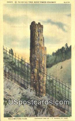 Petrified Tree, Tower Highway - Yellowstone Park, Wyoming WY Postcard
