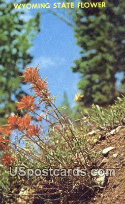 Indian Paint Brush - State Flower, Wyoming WY Postcard