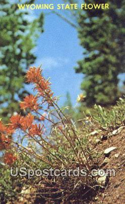 Indian Paint Brush - State Flower, Wyoming WY Postcard