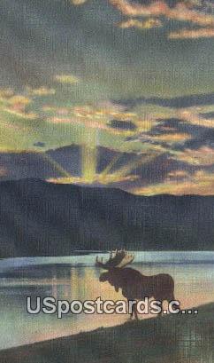 Bull Moose - Misc, Wyoming WY Postcard